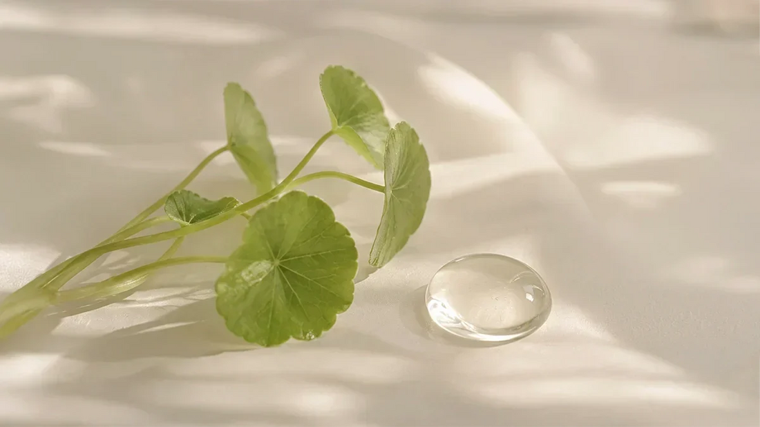 Centella Asiatica Skincare: The K-Beauty Ingredient That Calms and Repairs Skin