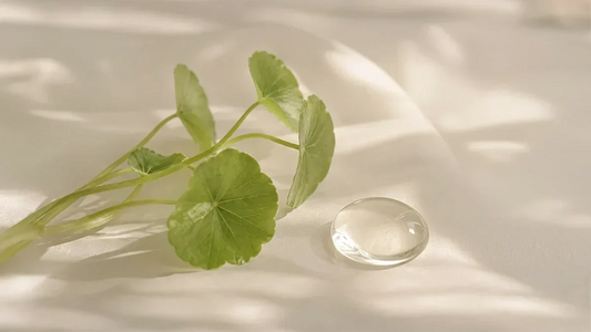 Centella Asiatica Skincare: The K-Beauty Ingredient That Calms and Repairs Skin